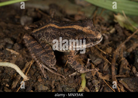 Comune rana di pioggia, Craugastor fitzingeri, Craugastoridae, Costa Rica Foto Stock