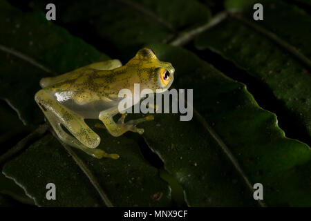 Vetro reticolato Rana, Hyalinobatrachium valerioi, Centrolenidae, Costa Rica Foto Stock