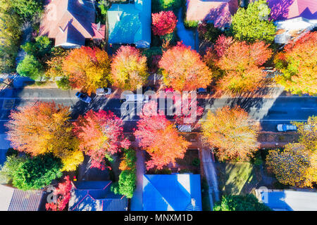 Sfere luminose di fioritura degli alberi a foglia in autunno quando le foglie sono di colore rosso, arancione, giallo. Top down guardare la strada della città di Blackheath in blu mou Foto Stock