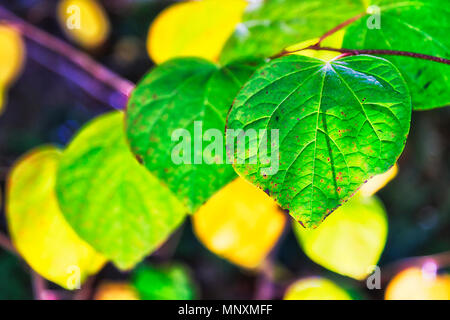 Eccezionale distinti incentrato la foglia verde su un ramo di albero durante la stagione autunnale virava al giallo-marrone. Parte di Mount Wilson Autunno dorato in blu Mou Foto Stock