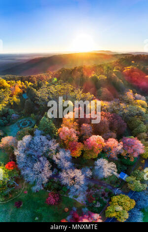 Bright panorama verticale con Rising Sun su orizzonte in Blue Mountains of Australia - Mount Wilson città durante la stagione autunnale quando lasciare gli alberi sono Foto Stock