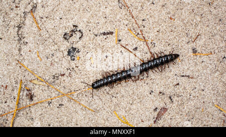 Centipede camminare sulla sabbia Foto Stock