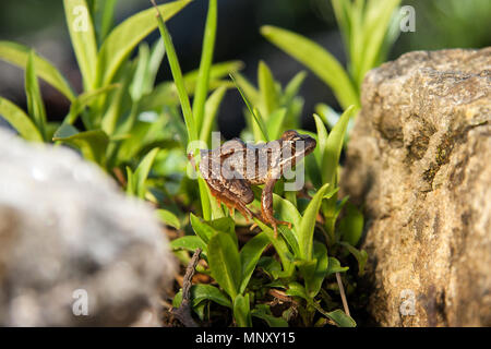 Rana seduto su una foglia tra le pietre Foto Stock