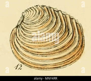 . Inglese: Venus casina Linnaeus. Da illustrato indice dei gusci britannica, piastra IV., figura 12. 1859. George Brettingham Sowerby II (1812-1884) Descrizione naturalista e illustratore Data di nascita e morte 25 Marzo 1812 26 Luglio 1884 Luogo di nascita e morte Lambeth Wood Green competente controllo : Q1223045 VIAF: 73969050 ISNI: 0000 0000 8182 9905 LCCN: N88669749 NLA: 35246704 GND: 117648485 WorldCat 1229 Venus casina (Sowerby) Foto Stock