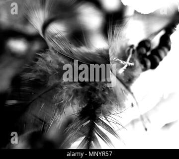 Piume pendente da un Dreamcatcher. Foto Stock