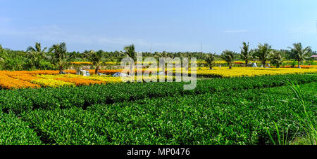 La piantagione di fiori in primavera tempo nel Delta del Mekong, Vietnam. Foto Stock