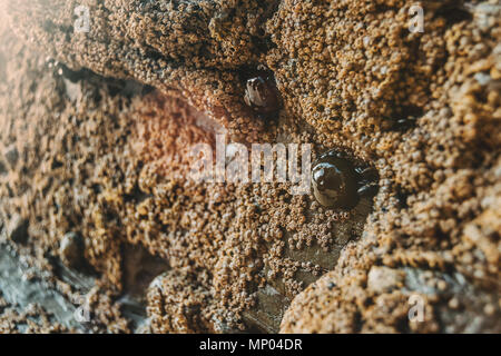 Cirripedi sulle pietre della spiaggia di Las Catedrales, Lugo, Spagna Foto Stock