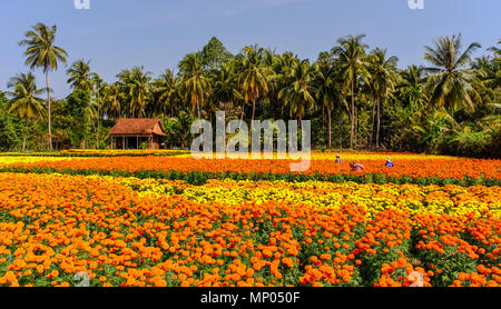 Can Tho, Vietnam - Jan 31, 2016. La gente che lavora sulla piantagione di fiori in primavera a Can Tho, Vietnam. Foto Stock