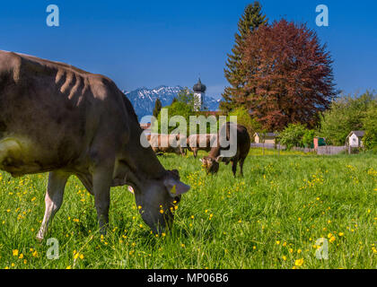 Vacche da latte su un alpeggio in Algovia orientale vicino Bayerniederhofen, Allgaeu, Baviera, Germania, Europa Foto Stock