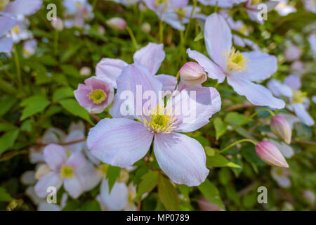 Anemone Flowering Clematis (Clematis montana cultivar Elisabeth), pianta rampicante. La Baviera, Germania, Europa Foto Stock