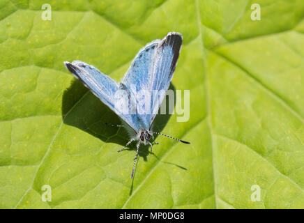 Piccola Holly Blue Butterfly (Celastrina argiolus) si stabilirono su una foglia verde nel Sud dell'Inghilterra, Regno Unito. Foto Stock