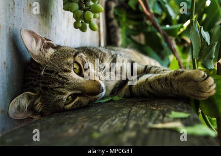 Close-up di un gatto domestico Foto Stock