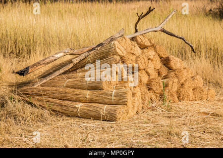 Erba tagliata in fasci pronto per lattoneria case tradizionali in Zimbabwe Foto Stock