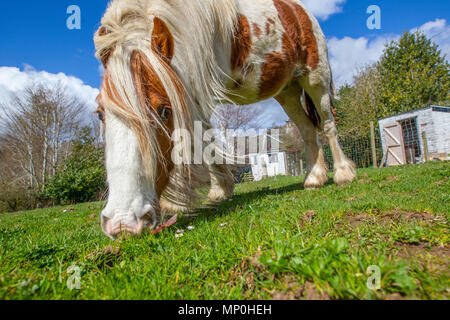 Cavallo al pascolo nel campo Foto Stock