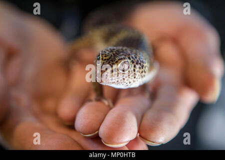 Leopard Gecko essendo trattenuto Foto Stock
