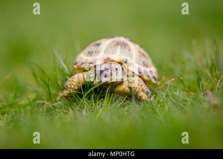 Tartaruga strisciare lungo l'erba Foto Stock