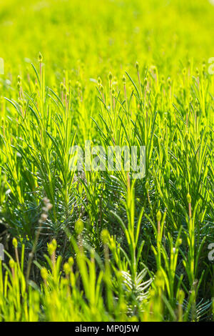 Piante di lavanda appena prima della fioritura Foto Stock