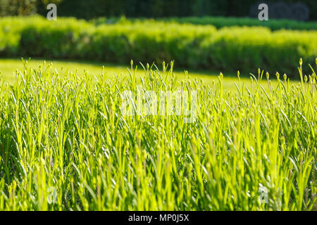 Piante di lavanda appena prima della fioritura Foto Stock