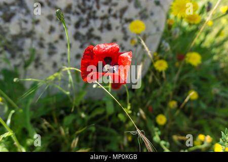 Papavero rosso fiore in primavera in un campo con il tarassaco giallo fiori selvatici in background Foto Stock