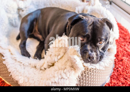 Adorabili, carino Staffordshire Bull Terrier cane rannicchiato nel suo letto. è bianca morbida e la biancheria da letto è un cesto in plastica Foto Stock