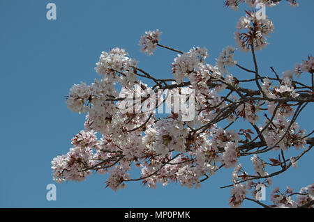 Fiore di Ciliegio alberi in piena fioritura durante il sakura/hanami stagione al castello di Himeji, Himeji, Giappone Foto Stock