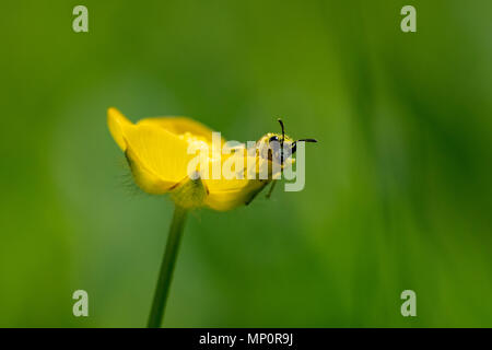 Nero e Giallo wasp mimare gli insetti in appoggio su open ranuncolo giallo petalo seguente raccolta di polline Foto Stock