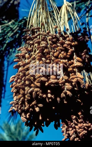 I grappoli di date mature pronte per il raccolto pendono dalle cime della data di alte palme nella Coachella Valley vicino a Palm Springs nel sud della California, Stati Uniti d'America. In crescita sono date Thoory, noto anche come "pane date" perché sono essiccatore e chewier rispetto ad altre varietà. Palme da dattero erano stati portati in zona nel 1890, e questa vallata desertica ora fornisce il 90 per cento del raccolto mondiale di date. Alcuni dei 350 data ai coltivatori in Valle di Coachella hanno aperto le loro aziende agricole data ai visitatori per visite guidate e degustazioni della deliziosa frutta. Foto Stock