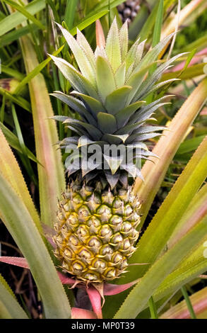 Un impianto di ananas (Ananas comosus) con grandi ceroso foglie dentellate culle il suo frutto maturo che ha un alto corona di breve a spigolo vivo foglie. Questa piccola dimensione di varietà di dolci di frutta tropicale è cresciuto sul Pacifico del Sud isola di Bora Bora nella Polinesia francese. Foto Stock