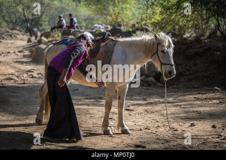 Cavallo in Bhutan Foto Stock