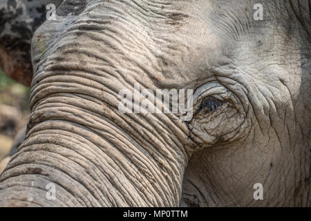 Asiatico elefante antico Foto Stock