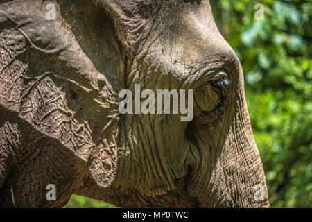 Il vecchio Elefante asiatico Foto Stock