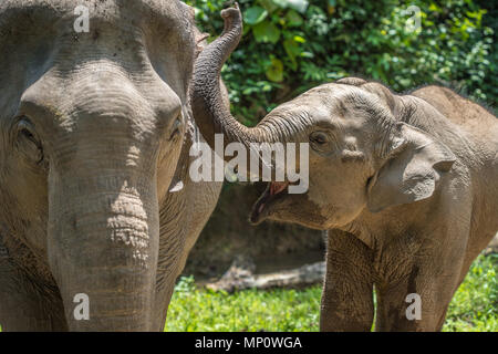 Happy Baby Elephant Foto Stock