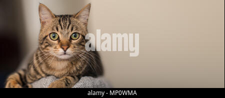 Rilassate il gatto domestico a casa, interni Foto Stock