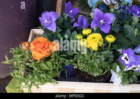 Il bouquet di blu campanula e ranunculus per la vendita Foto Stock