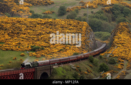 Il Flying Scotsman treno a vapore che fa il suo modo attraverso la campagna Fife come tours il paese. Foto Stock