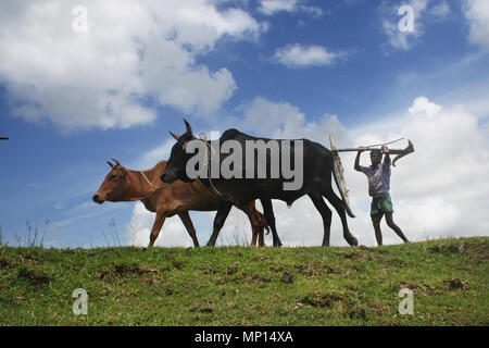 Silhouette di agricoltori di andare al campo per arare terre in un villaggio in Patoakhali, Bangladesh. L'agricoltura è un importante fonte di occupazione in Bangla Foto Stock