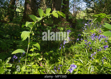 Salomone guarnizione (Polygonatum multiflorum) e bluebells (Hyacinthoides non scripta) in antichi boschi durante la primavera in Hampshire, Regno Unito Foto Stock