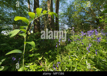 Salomone guarnizione (Polygonatum multiflorum) e bluebells (Hyacinthoides non scripta) in antichi boschi durante la primavera in Hampshire, Regno Unito Foto Stock