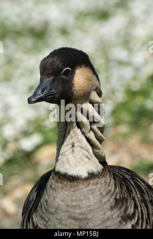 Nene o oca hawaiana (Branta sandvicensis) close-up Foto Stock