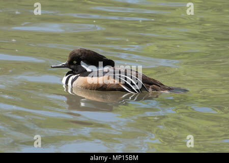 Maschio (drake) hooded merganser (Lophodytes cucullatus) nuoto Foto Stock