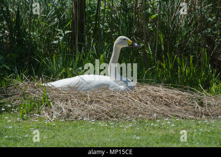 Bewick's Swan seduta sul suo nido a Arundel Wildfowl and Wetlands Trust, West Sussex, Regno Unito Foto Stock