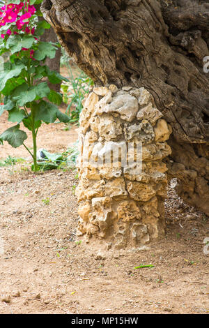 Una costruzione in pietra costruito sotto il tronco di un antico albero di olivo nel giardino del Getsemani Gerusalemme per dare sostegno e impediscono di falli Foto Stock