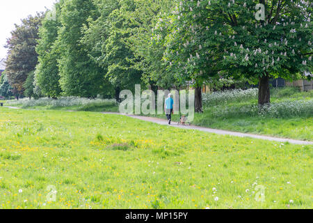 Quattordici anni di vecchio cane con artrite utilizza un custom Aiuto a piedi per assistere con la sua mobilità accanto il suo proprietario in un parco a Warrington, Cheshire Foto Stock