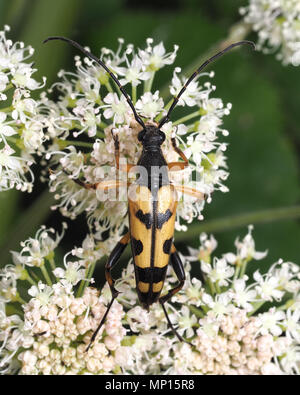 Nero e Giallo Longhorn Beetle (Rutpela maculata) alimentazione su umbellifer fiore. Tipperary, Irlanda Foto Stock