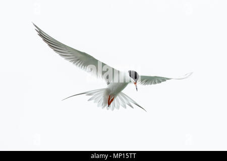 Forster's tern in bilico in preparazione di calarsi per cibo. Foto Stock
