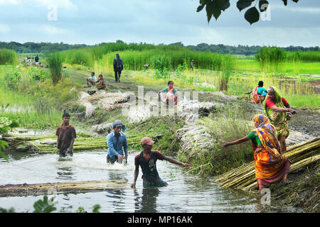 Alcuni agricoltori separando fibre di iuta da culmi.Narail,Bangladesh. Foto Stock