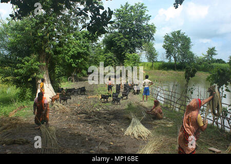 Alcuni agricoltori separando fibre di iuta da culmi.Narail,Bangladesh. Foto Stock