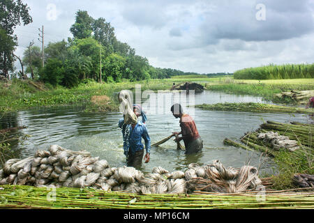 Alcuni agricoltori separando fibre di iuta da culmi.Narail,Bangladesh. Foto Stock