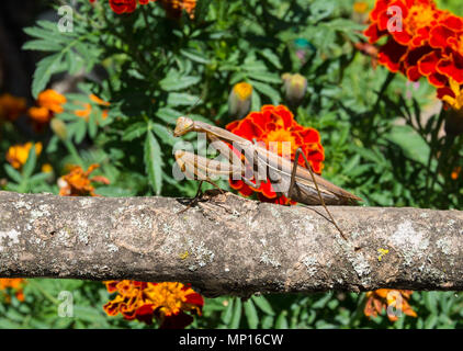 Mantide Religiosa insetto in natura. Predatore che caccia e mangia insetti altri. Foto Stock