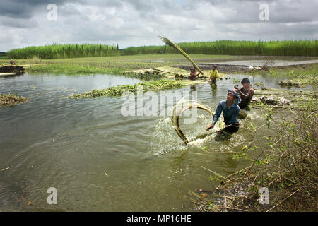 Alcuni agricoltori separando fibre di iuta da culmi.Narail,Bangladesh. Foto Stock